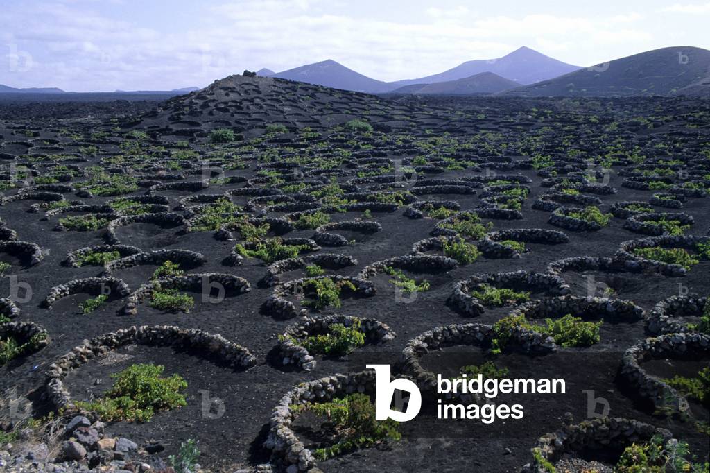 Typical cultivations, Lanzarote, Canary Islands, Spain, Atlantic, Europe