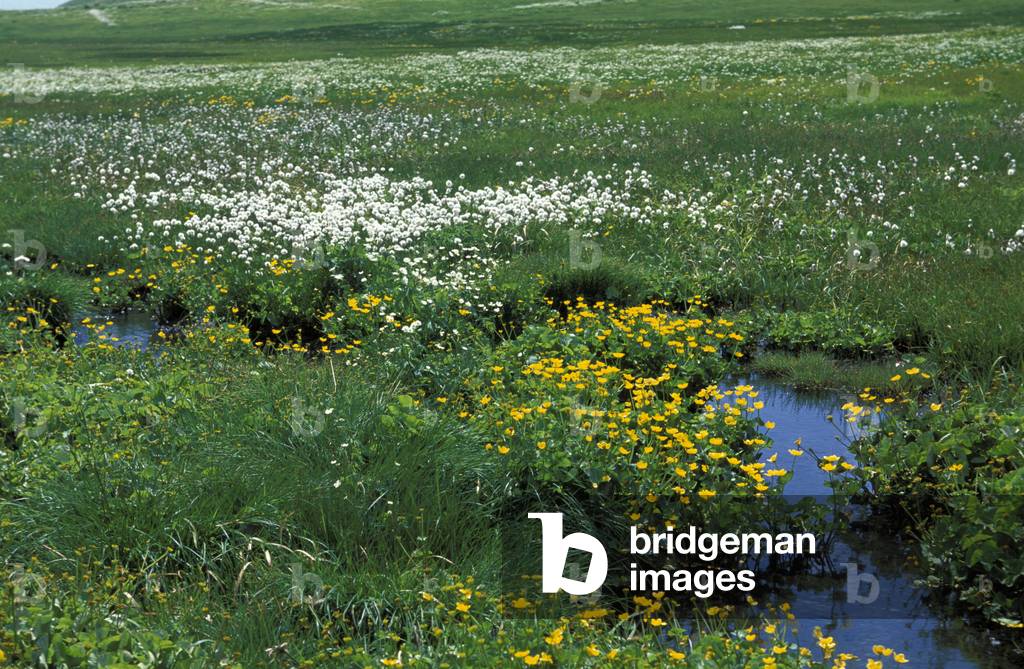 Eriophorum Scheuchzeri und Caltha Palustris, Italien