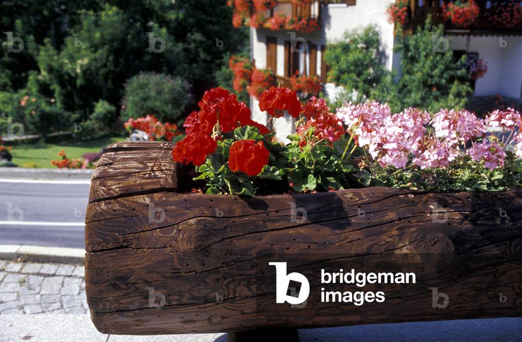 Flowerbed, Rhemes Saint George, Valle d'Aosta, Italy