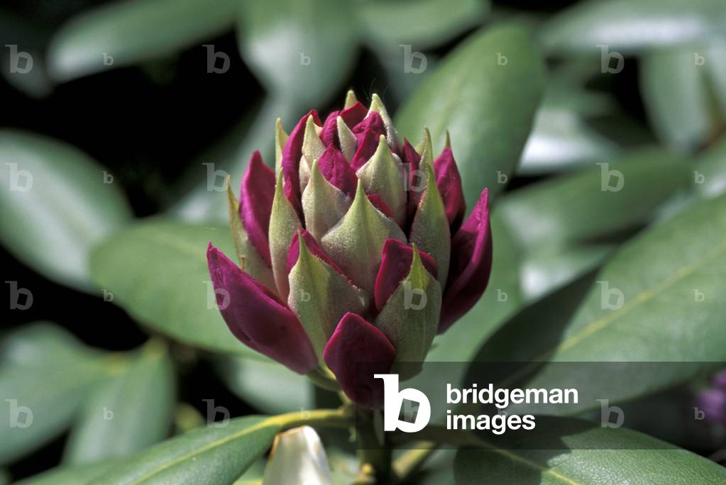 Rhododendrum flower, Italy