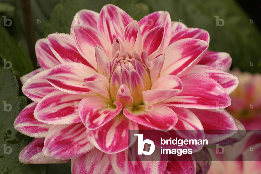 Dahlia “” Fancy”