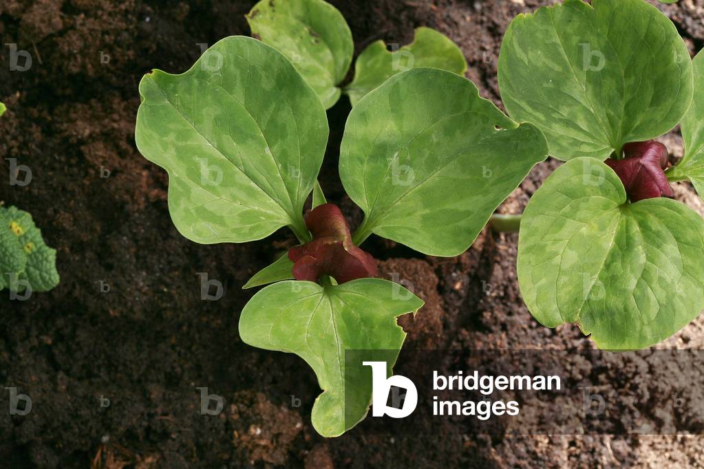 Trillium recurvatum