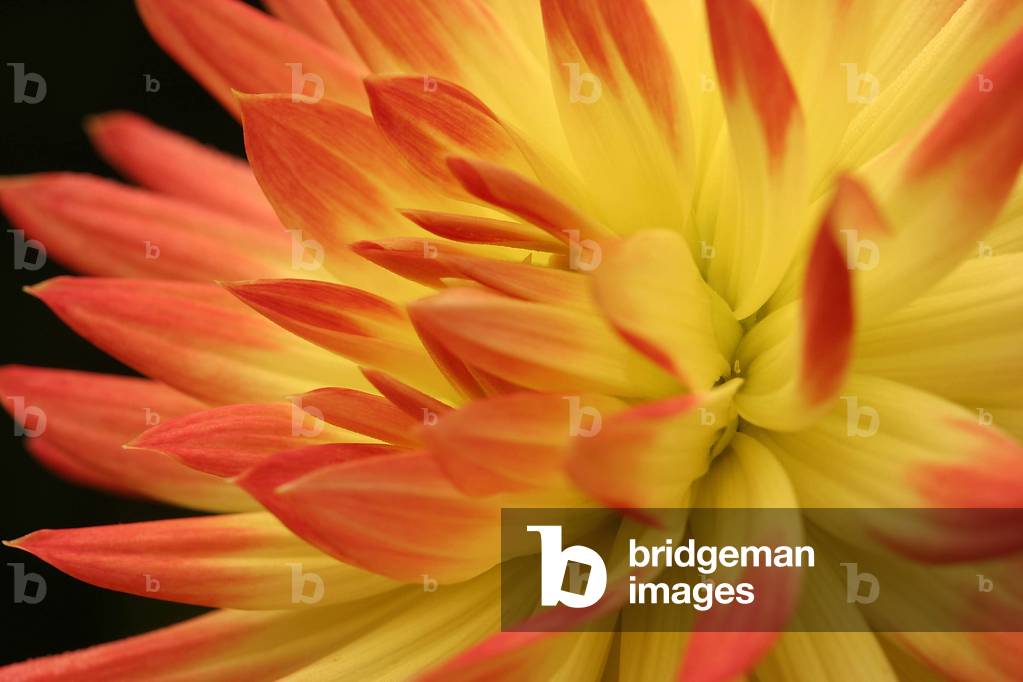 Dahlia “” Sarafina”