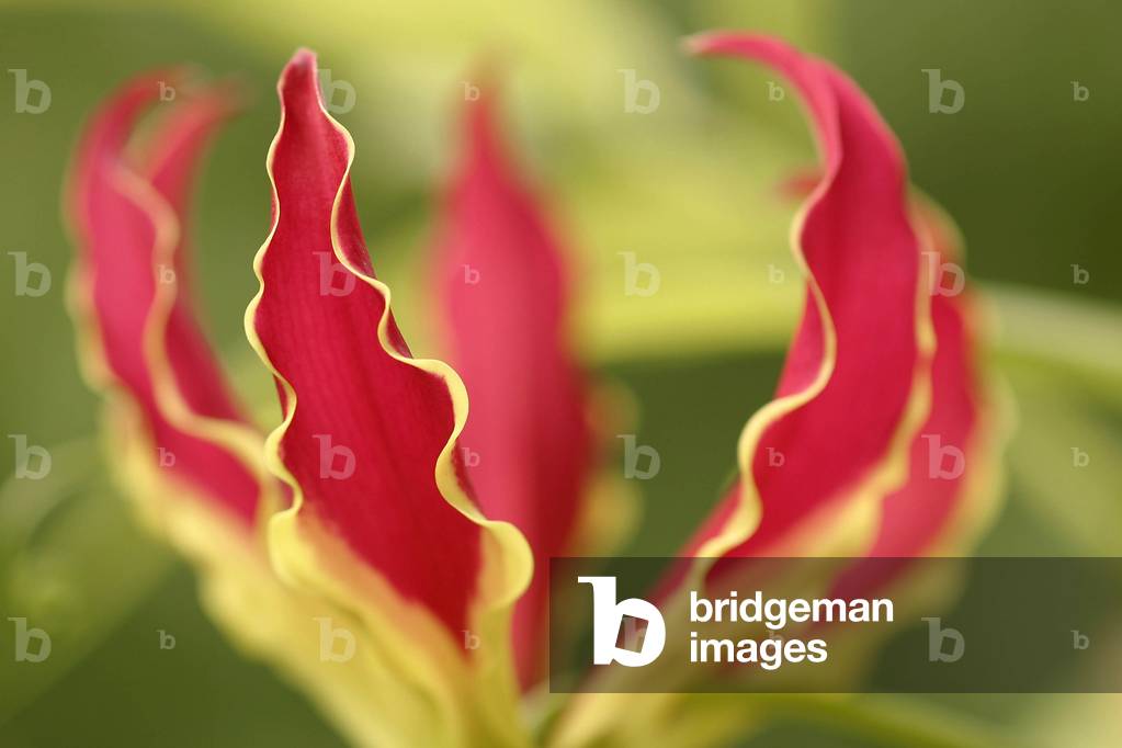 Petals, Gloriosa superba “” Rothschildiana”