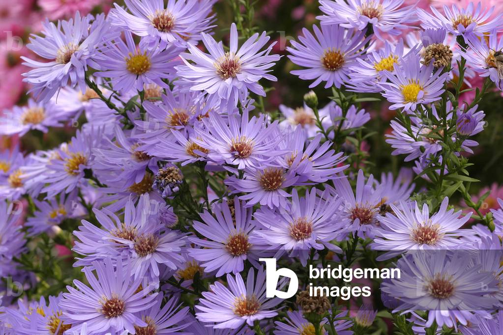 "Aster novi-belga «» Prof. Anton Kippenberg»»»"