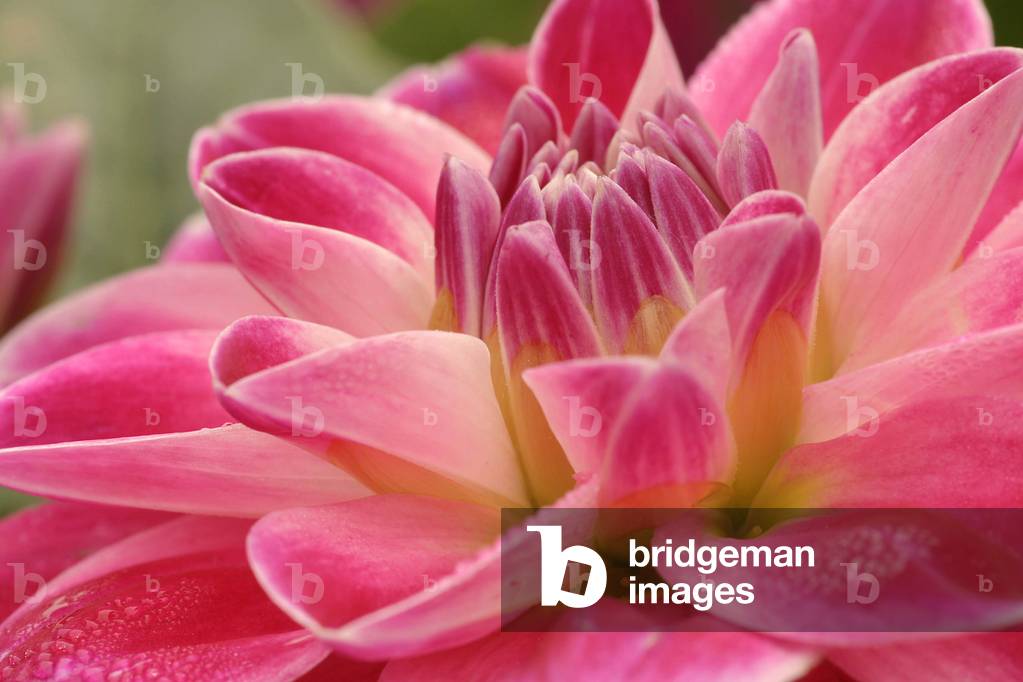 Dahlia “” Fancy”