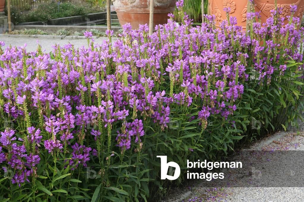 Physostegia virginiana