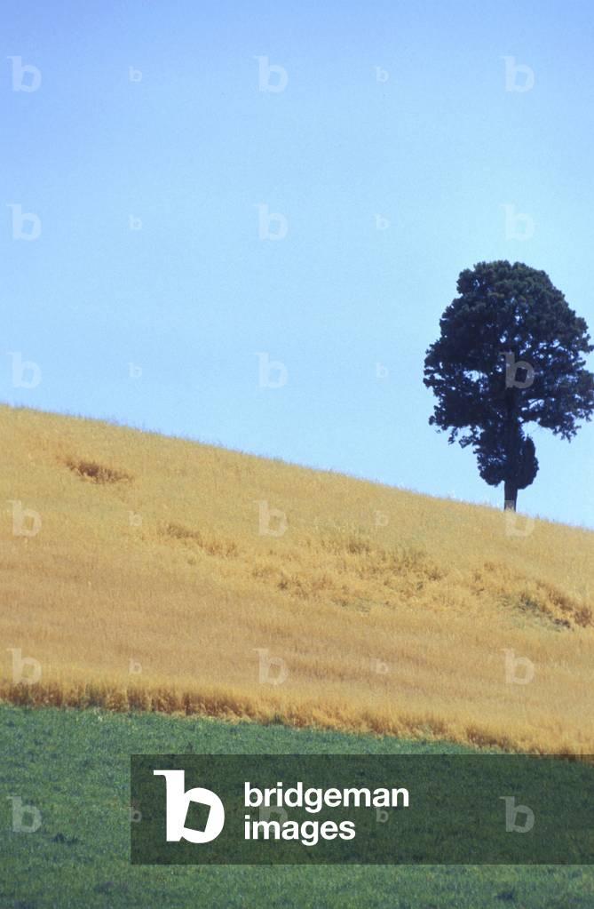 Countryside, Siennese country, Tuscany, Italy.
