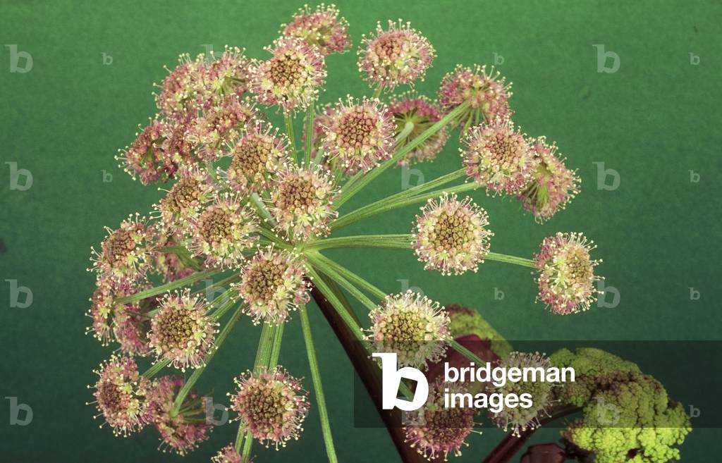 Angelica Sylvestris, Norditalien, Italien
