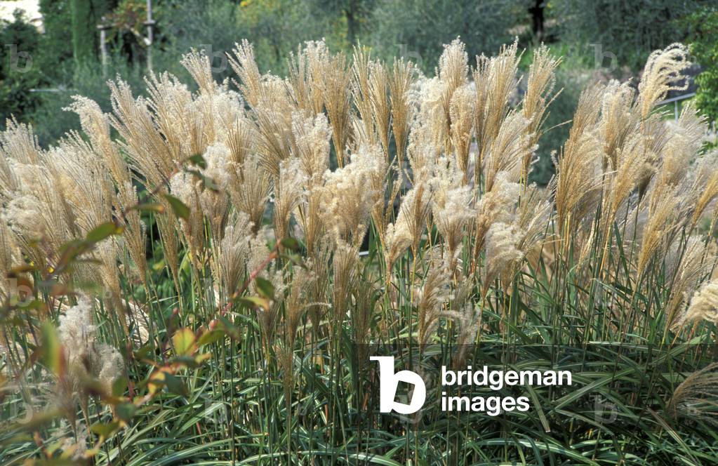 Miscanthus sinensis 