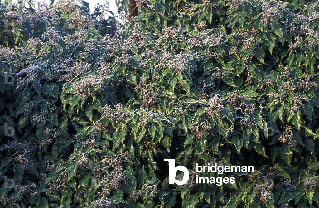 Frost on ivy, Italy
