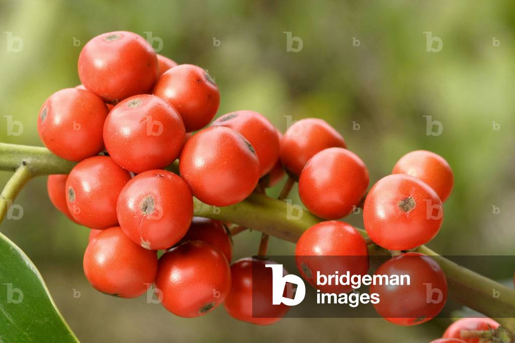 Ilex aquifolium