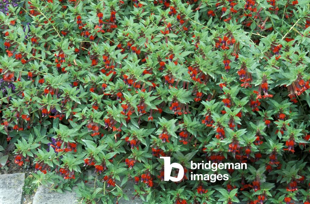 Cuphea “” Tiny Mice”