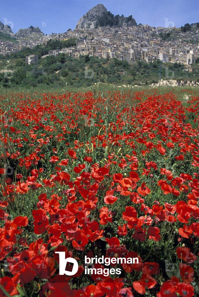 Landscape, Caltabellotta, Sicily, Italy