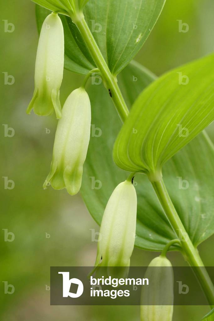 Polygonatum odoratum, Italy