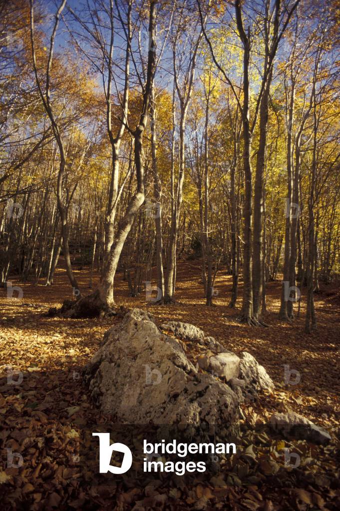 Wood, Salerno, Campania, Italy