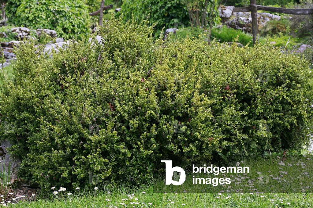 Podocarpus nivalis