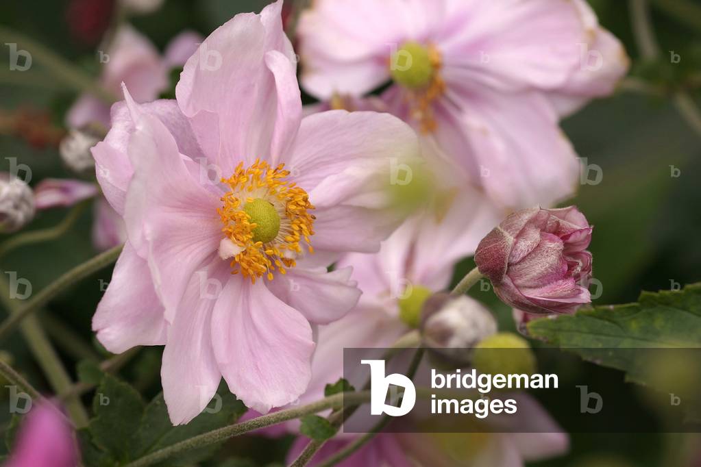 Anemone x hybrid “Queen Charlotte””