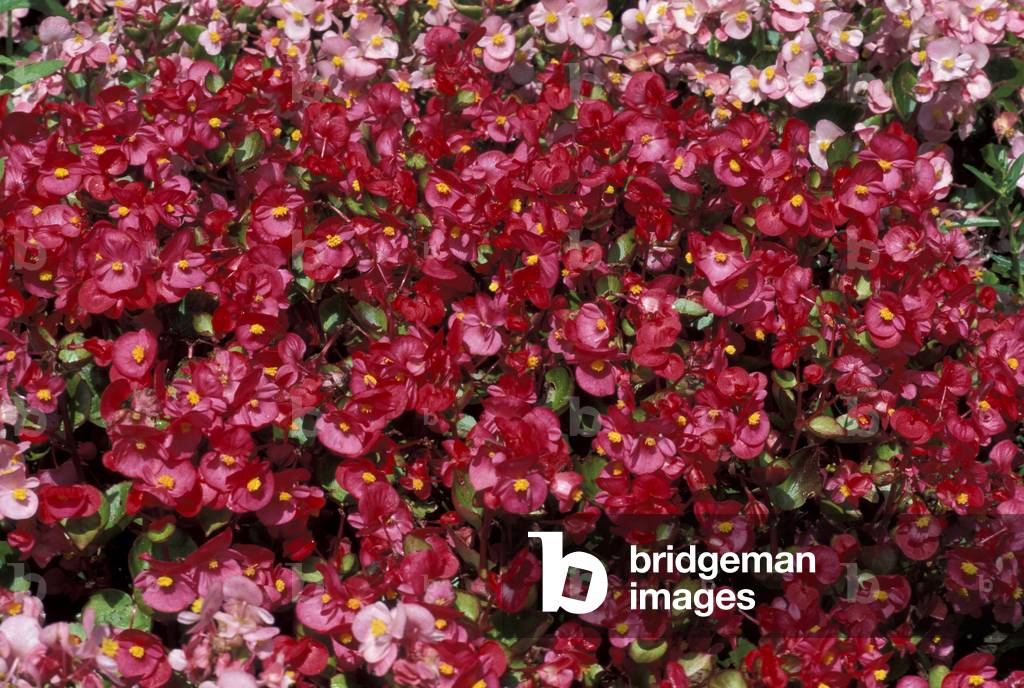 Begonia semperflorens “” Supreme”