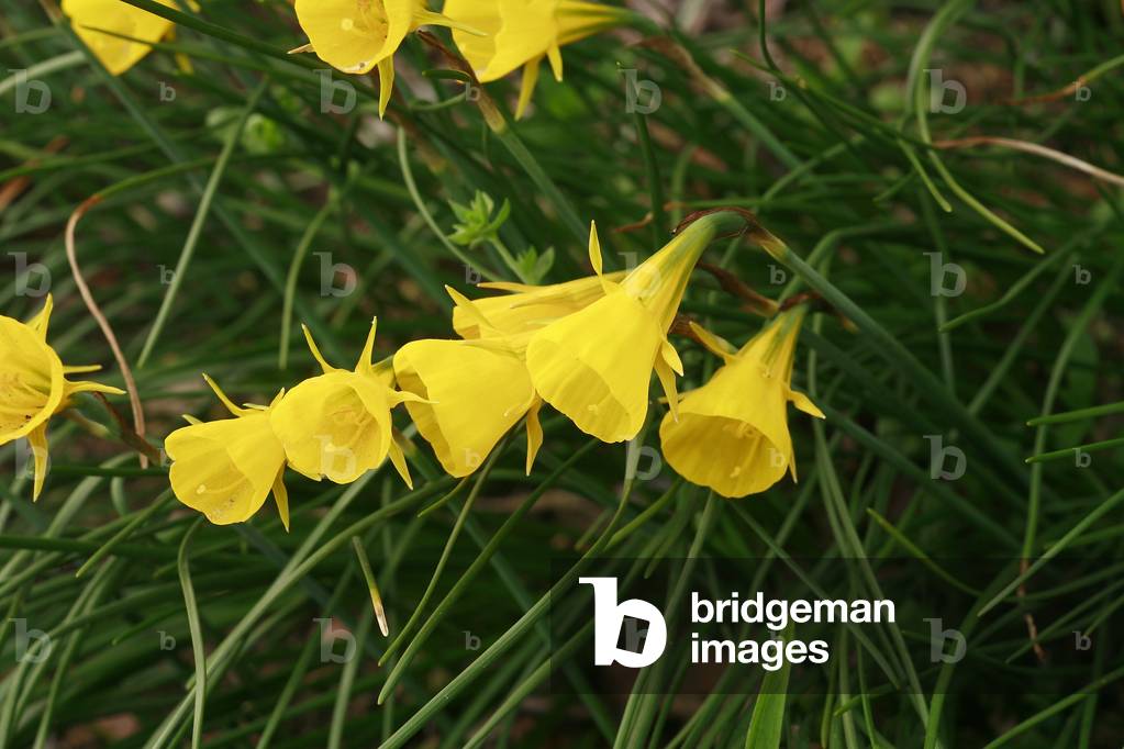 Narcissus bulbocodium conspicuus