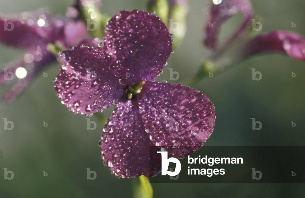 Lunaria Annua, Italy