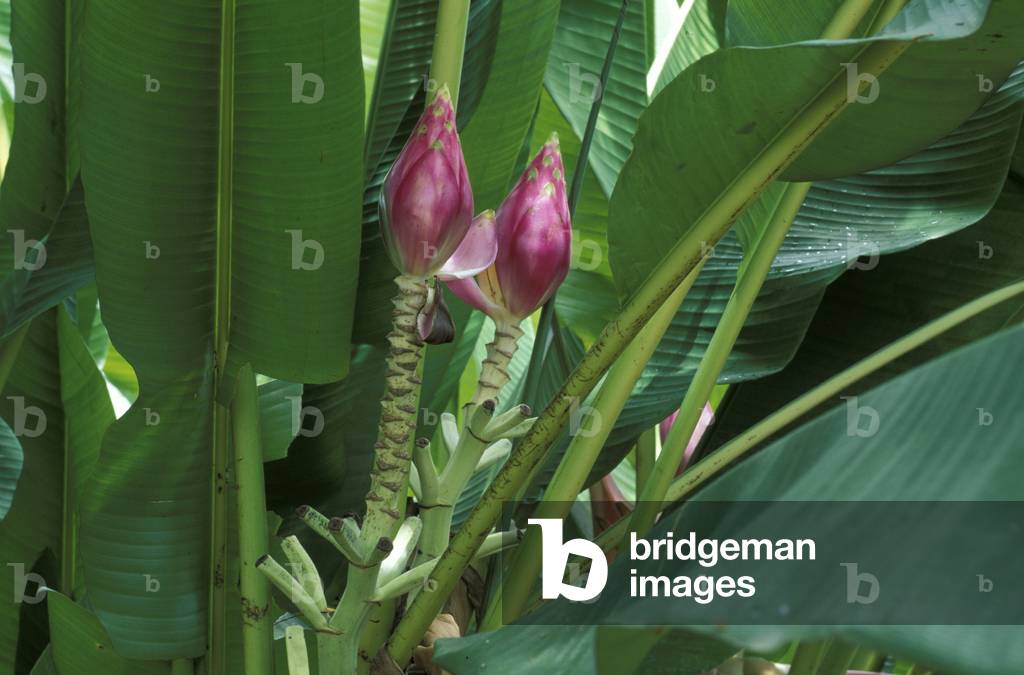 Musa ornata