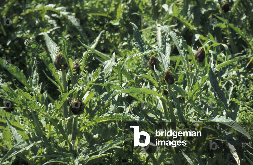 Spiny artichoke, Borgio Verezzi, Ligury, Italy
