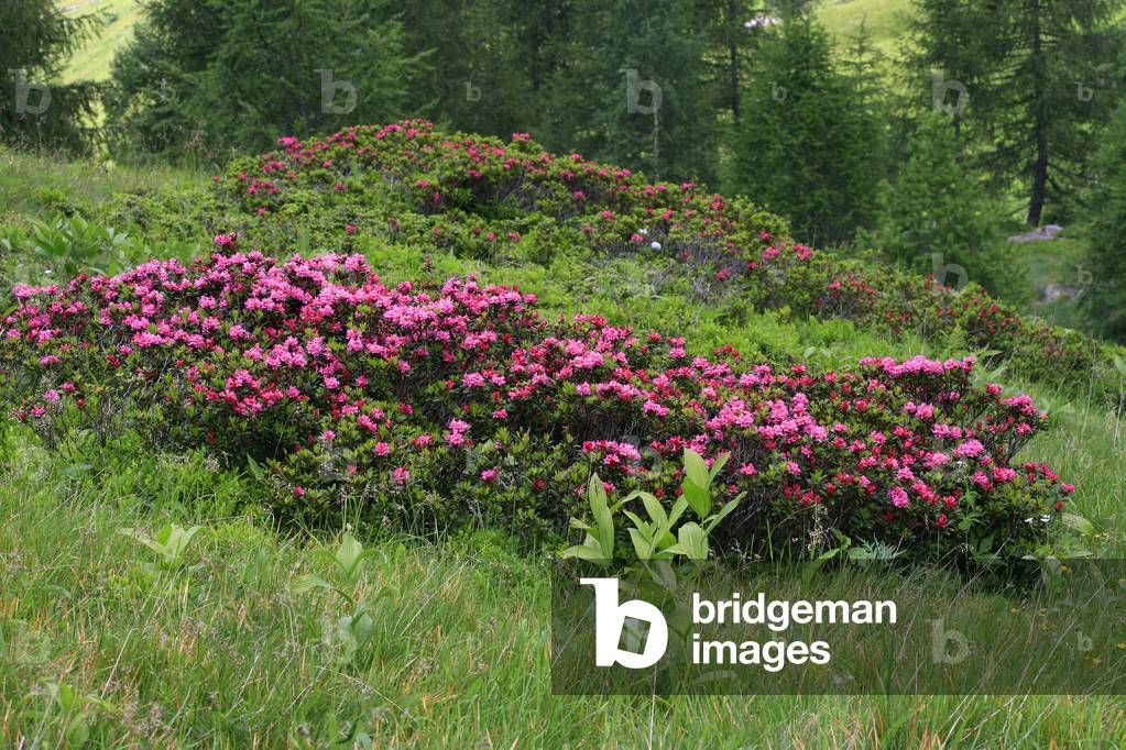 Rhododendron ferruginum