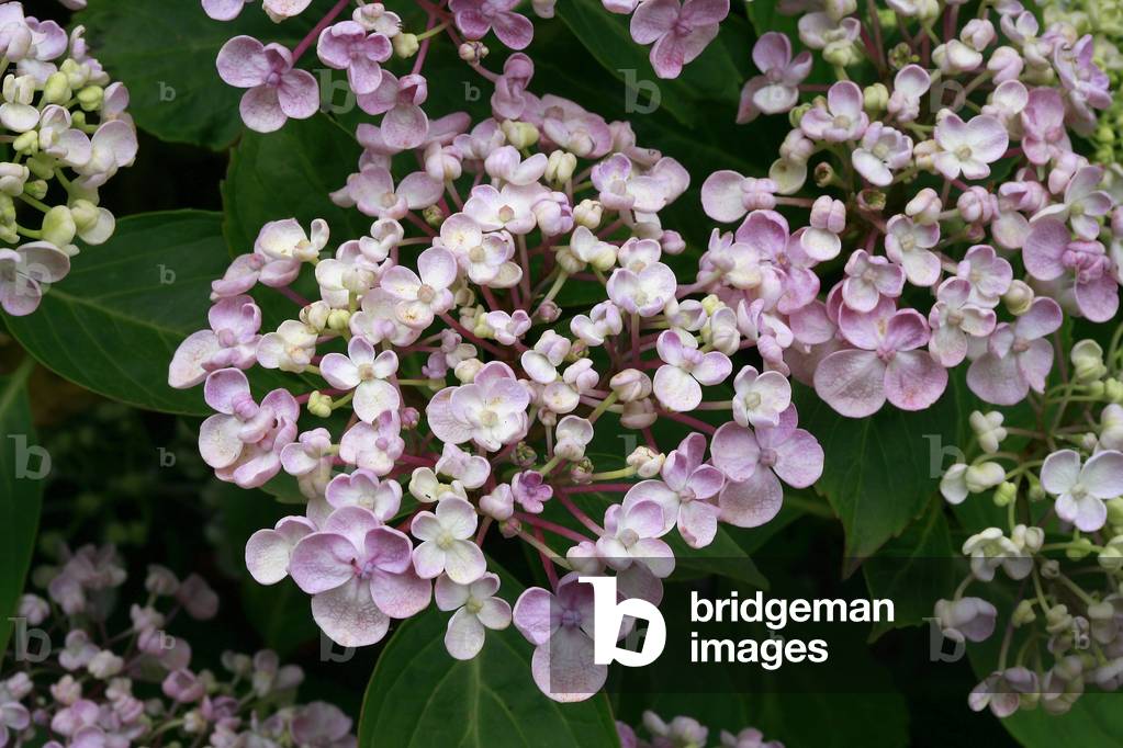 Hydrangea macrophylla Ayesha
