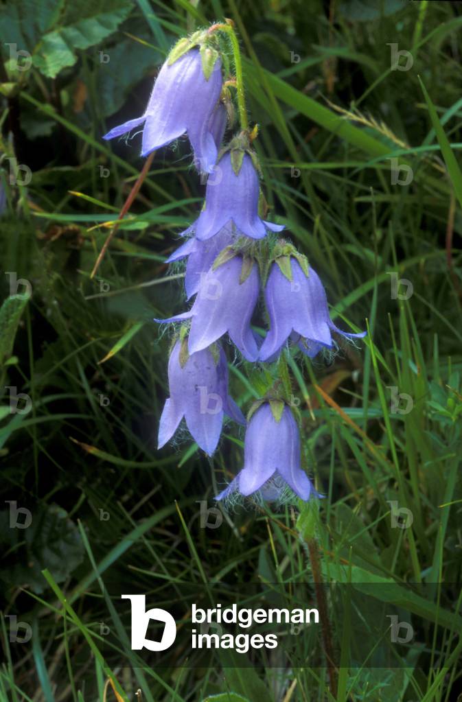 Campanula barbata, Italy.