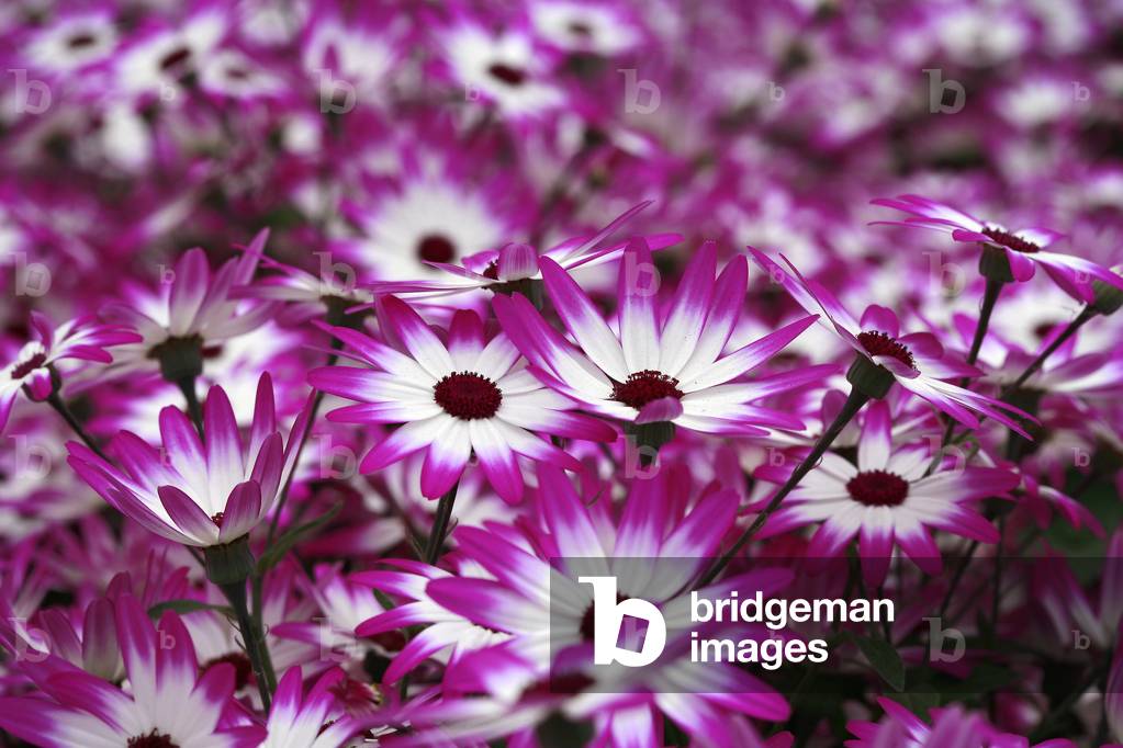 Pericallis hybrid Senetti