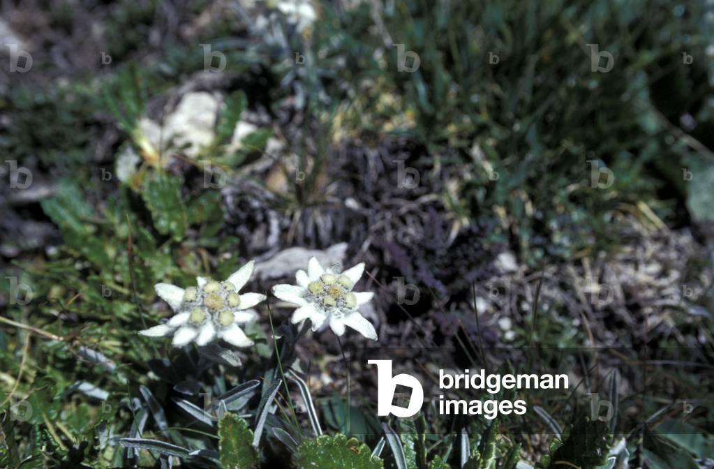 Flower, Trentino Alto-Adige, Italy