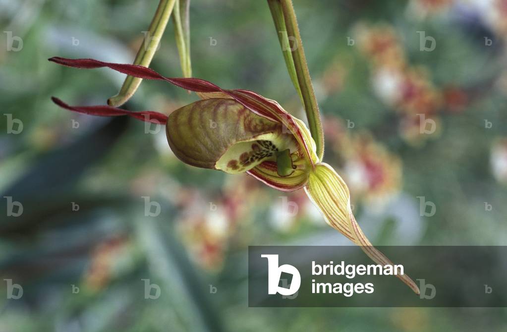 Phragmipedium Caricinum “” Birchwood”