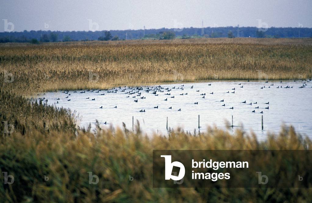 Natural reserve of the mouth of Stella river, Marano Lagunare, Friuli Venezia Giulia, Italy
