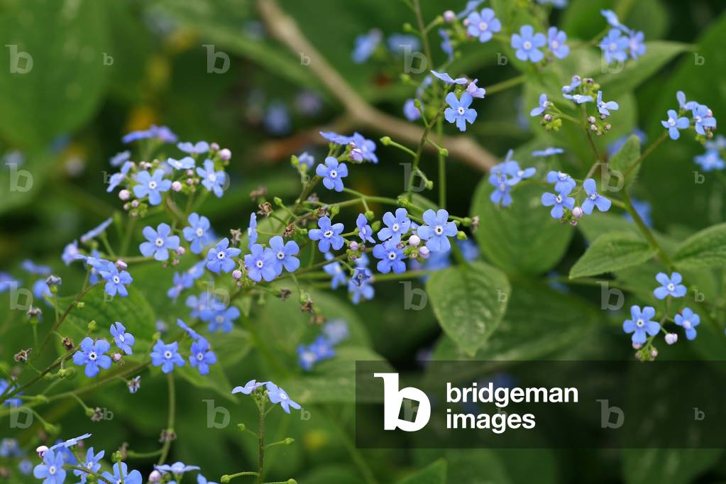 Brunnera macrophylla