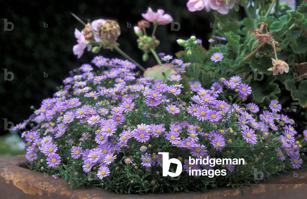 "Brachyscoma multifida"