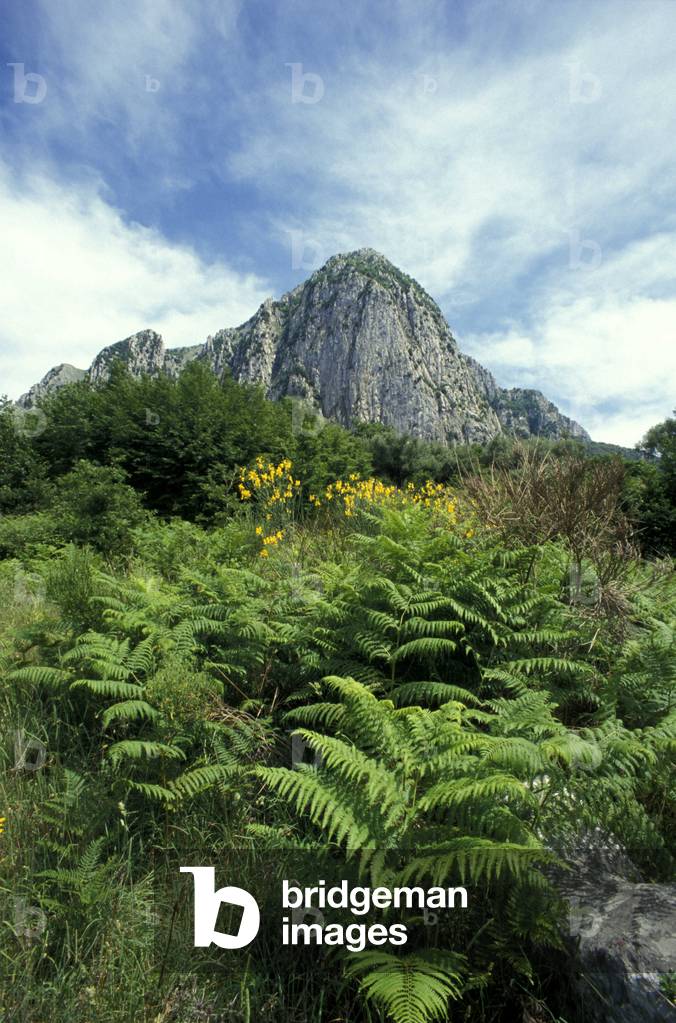 Bulgheria mountain, Parco Nazionale del Cilento e Vallo di Diano, Salerno, Campania, Italy.