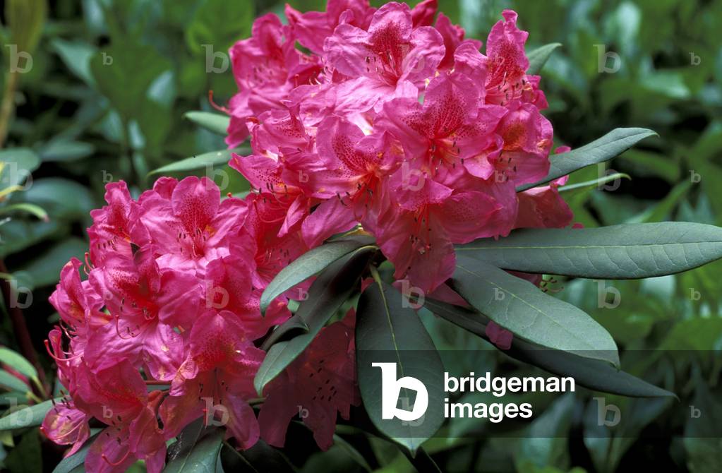 Rhododendron