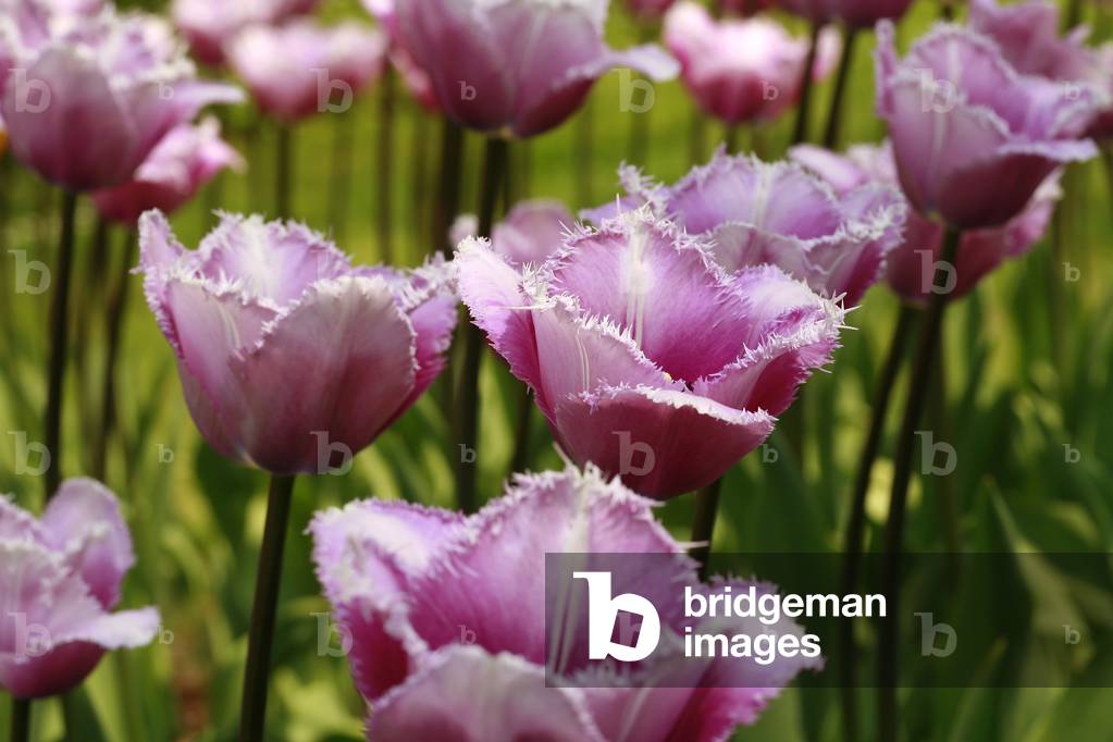 Fringed tulip “” Canova””