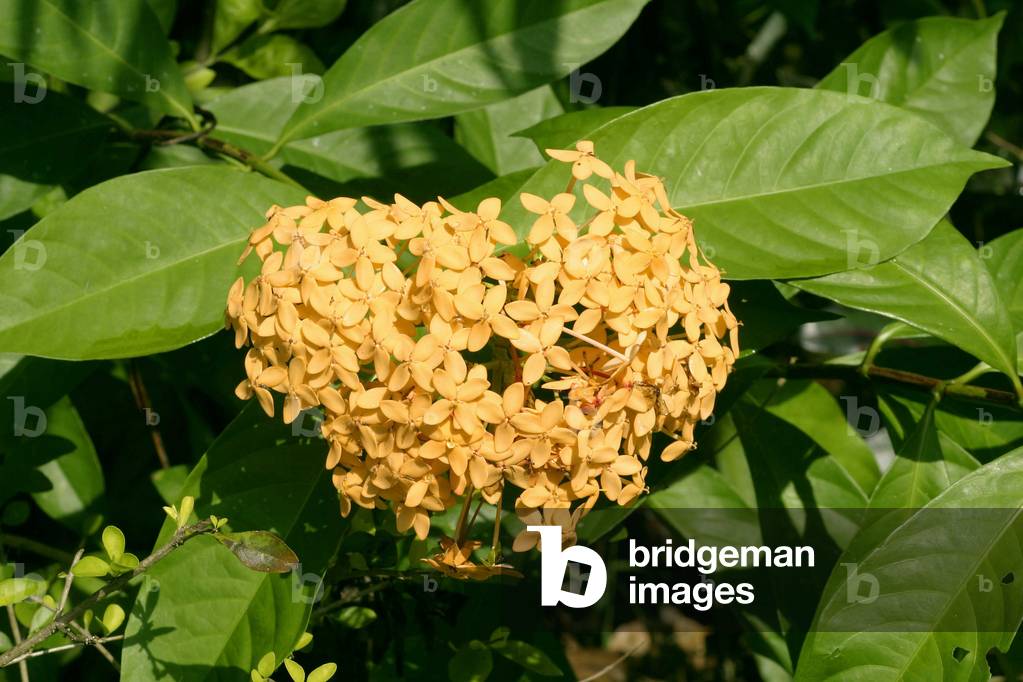 Ixora javanica, Italy