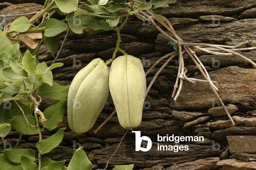 Araujia sericifera, cruel plant