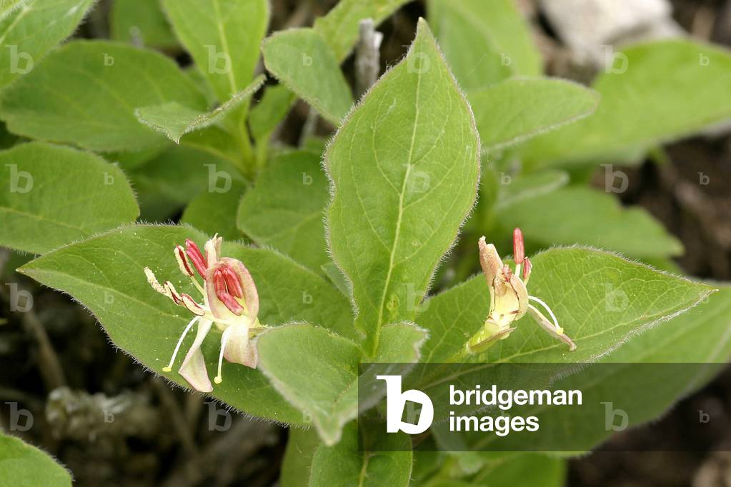 Lonicera alpigena, Italy