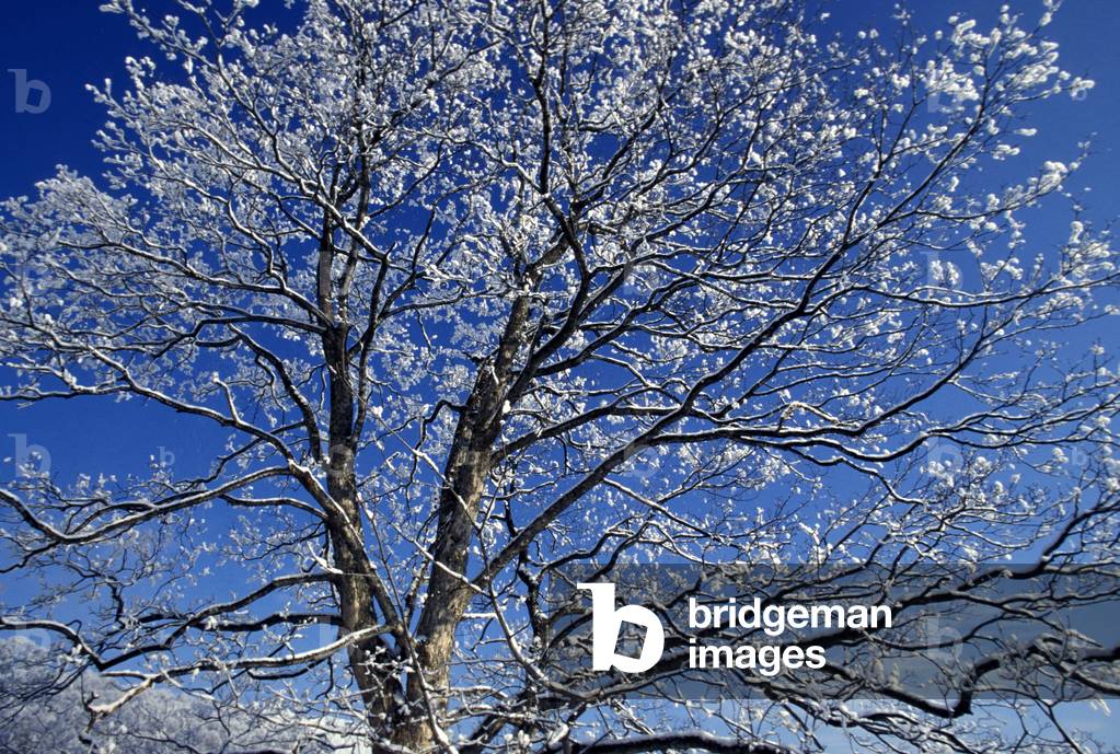 Walnut branches and snow, Italy