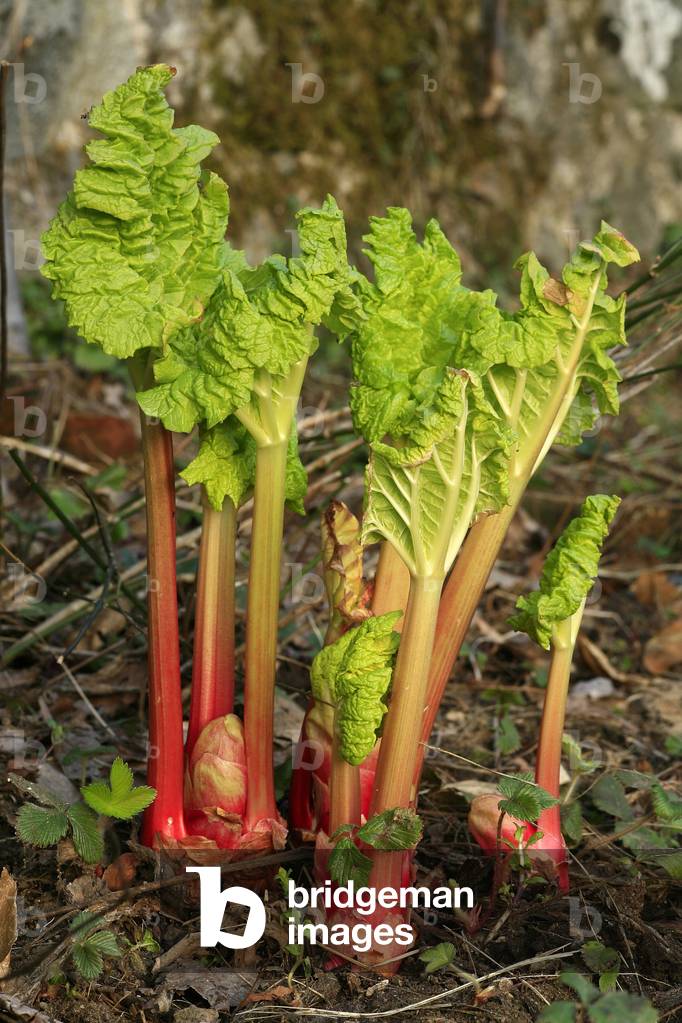 Medicine rhubarb, young plants