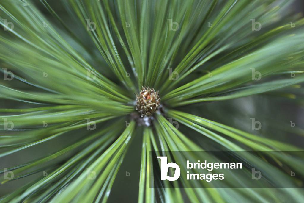 Pine, Italy