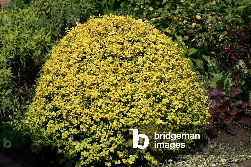 Buxus sempervirens “Aureovariegata””