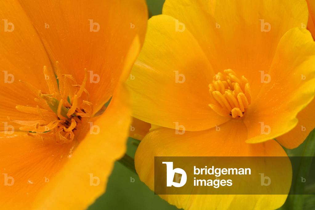 Eschscholtzia californica, Italy