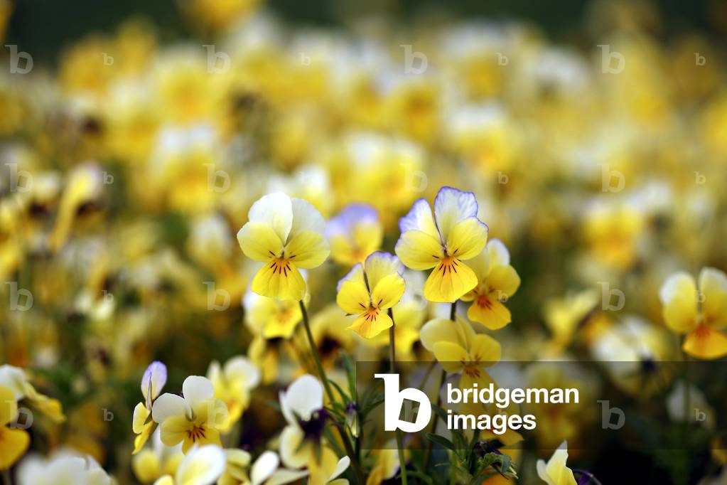 Viola tricolor