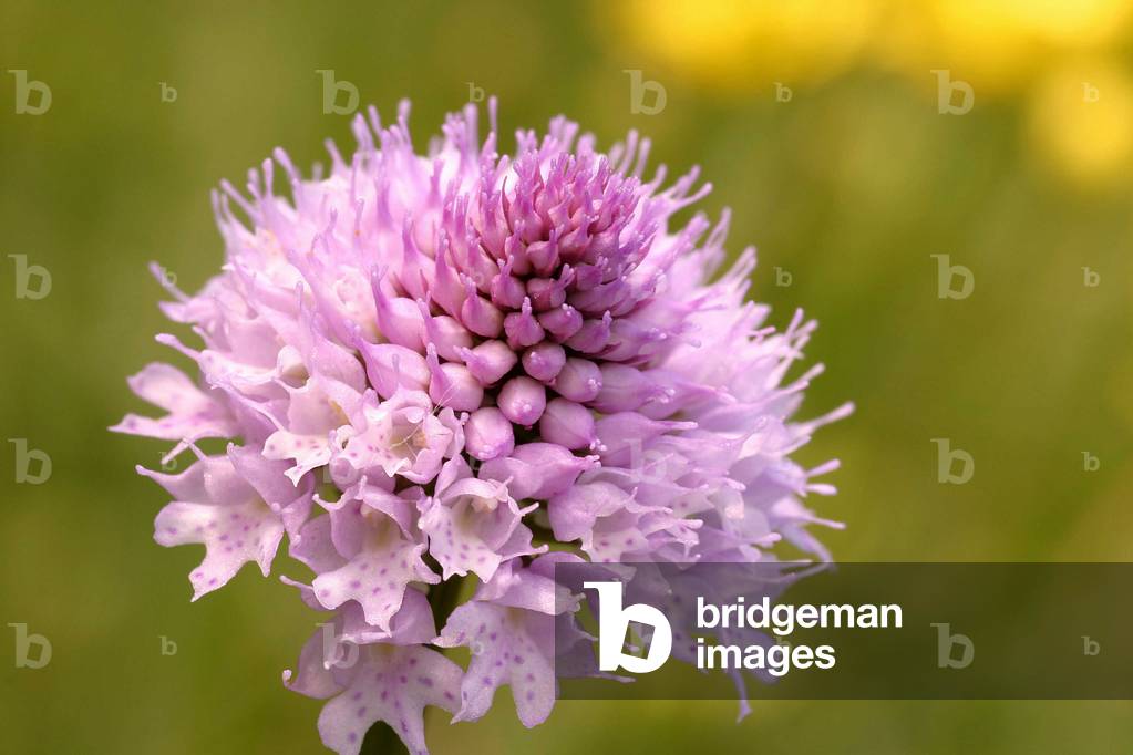 Traunsteinera globosa, Italy
