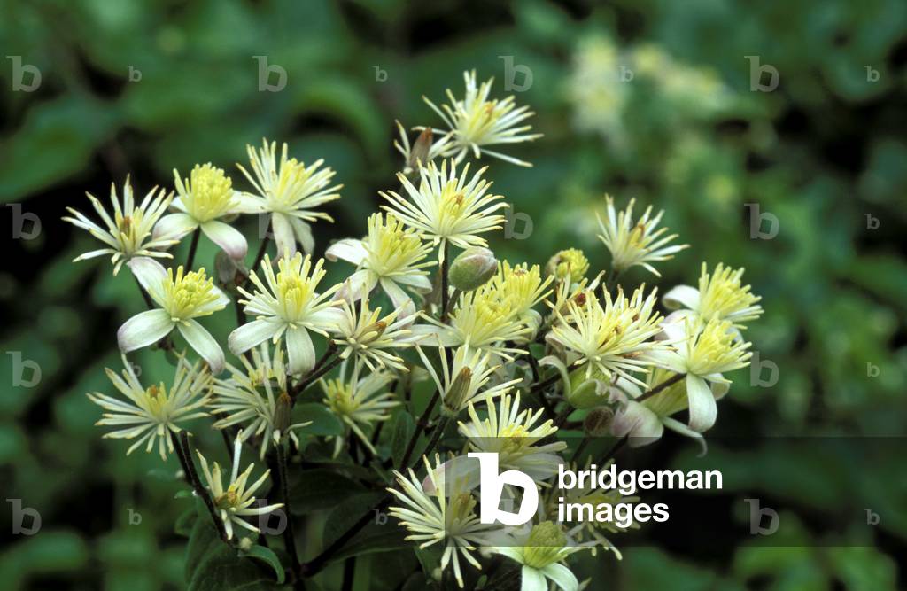 Clematis Vitalba, Italy